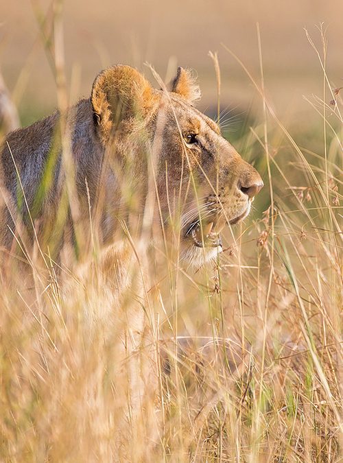 What do lion cubs have to do with obedience/disobedience?